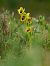 Ophrys lutea © Ramon Calvet i Falgueras