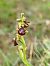 Ophrys speculum © Ramon Calvet i Falgueras
