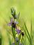 Ophrys scolopax  - Ramon Calvet i Falgueras