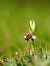 Ophrys scolopax  - Ramon Calvet i Falgueras