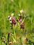 Ophrys scolopax  - Ramon Calvet i Falgueras