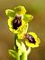 Ophrys lutea  - Ramon Calvet i Falgueras
