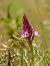 Anacamptis pyramidalis  - Ramon Calvet i Falgueras