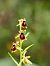 Ophrys araneola  - Ramon Calvet i Falgueras