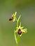 Ophrys araneola  - Ramon Calvet i Falgueras