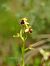 Ophrys araneola © Ramon Calvet i Falgueras