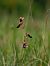Ophrys catalaunica  - Ramon Calvet i Falgueras