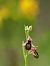 Ophrys catalaunica  - Ramon Calvet i Falgueras