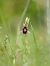 Ophrys catalaunica © Ramon Calvet i Falgueras