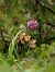 Orchis simia  - Ramon Calvet i Falgueras