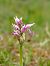 Orchis simia © Ramon Calvet i Falgueras