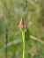 Anacamptis pyramidalis  - Ramon Calvet i Falgueras