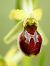 Ophrys araneola  - Ramon Calvet i Falgueras