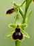 Ophrys araneola  - Ramon Calvet i Falgueras