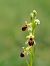 Ophrys araneola  - Ramon Calvet i Falgueras