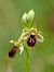 Ophrys araneola  - Ramon Calvet i Falgueras
