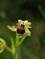 Ophrys araneola  - Ramon Calvet i Falgueras