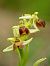 Ophrys petite araignée (Ophrys araneola) © Ramon Calvet i Falgueras