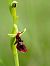 Ophrys insectifera  - Ramon Calvet i Falgueras