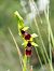 Ophrys insectifera  - Ramon Calvet i Falgueras
