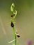 Ophrys insectifera  - Ramon Calvet i Falgueras