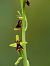 Ophrys insectifera  - Ramon Calvet i Falgueras