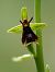Ophrys insectifera  - Ramon Calvet i Falgueras