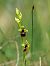 Ophrys mouche (Ophrys insectifera) © Ramon Calvet i Falgueras