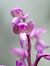 Anacamptis morio subsp. picta  - Ramon Calvet i Falgueras