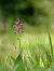Anacamptis morio subsp. picta  - Ramon Calvet i Falgueras