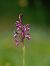 Anacamptis morio subsp. picta  - Ramon Calvet i Falgueras