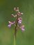 Anacamptis morio subsp. picta  - Ramon Calvet i Falgueras