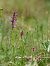 Anacamptis morio subsp. picta  - Ramon Calvet i Falgueras