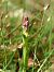 Orchis peint (Anacamptis morio subsp. picta) © Ramon Calvet i Falgueras