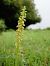 Orchis anthropophora  - Ramon Calvet i Falgueras