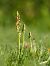 Orchis anthropophora © Ramon Calvet i Falgueras
