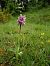 Orchis simia © Ramon Calvet i Falgueras