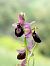 Ophrys catalaunica  - Ramon Calvet i Falgueras