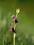 Ophrys catalaunica  - Ramon Calvet i Falgueras