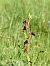 Ophrys catalaunica  - Ramon Calvet i Falgueras