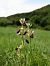 Ophrys catalaunica © Ramon Calvet i Falgueras