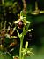 Ophrys araneola © Ramon Calvet i Falgueras