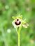 Ophrys passionis © Ramon Calvet i Falgueras