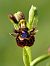 Ophrys speculum  - Ramon Calvet i Falgueras