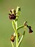 Ophrys speculum © Ramon Calvet i Falgueras