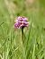 Orchis simia © Ramon Calvet i Falgueras