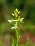 Platanthera bifolia © Ramon Calvet i Falgueras