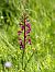 Anacamptis laxiflora  - Ramon Calvet i Falgueras