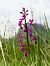 Anacamptis laxiflora  - Ramon Calvet i Falgueras