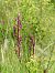 Anacamptis laxiflora  - Ramon Calvet i Falgueras
